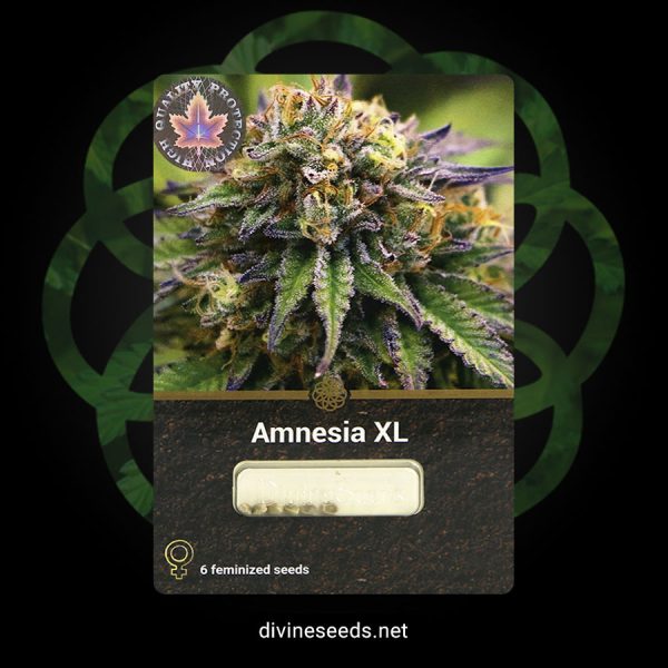 opakowanie amnesia xl