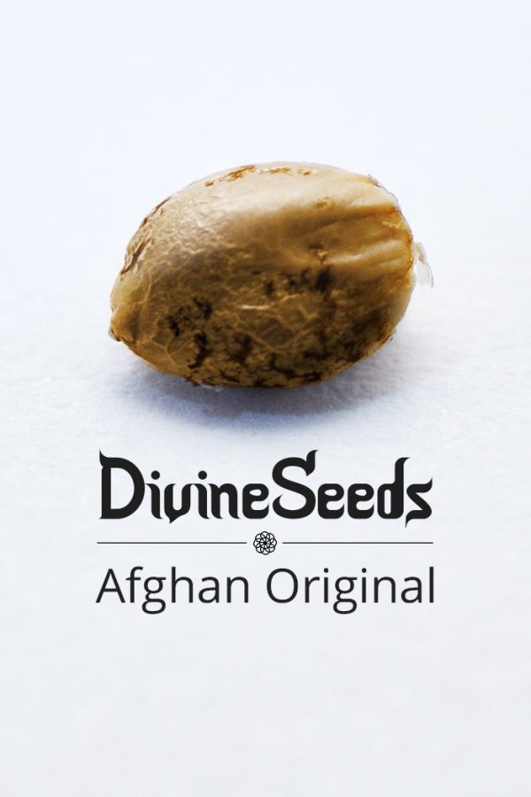 afghan original nasiona