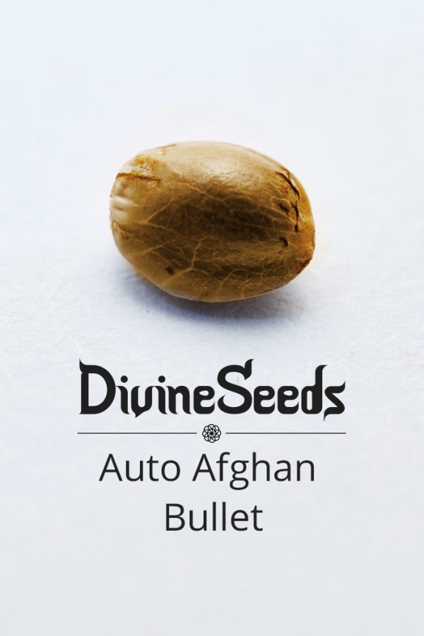 Auto Afghan bullet nasiono