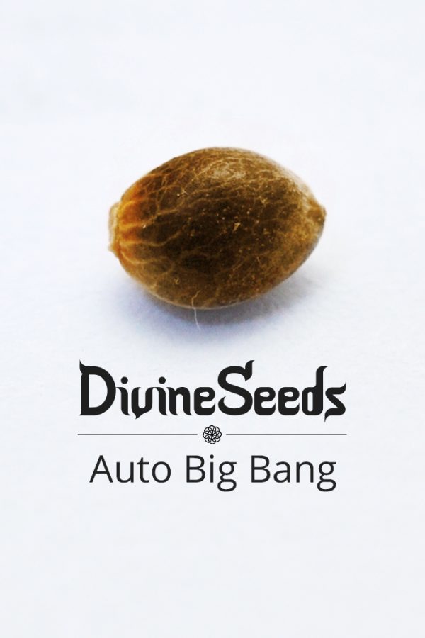 Auto Big bang nasiona