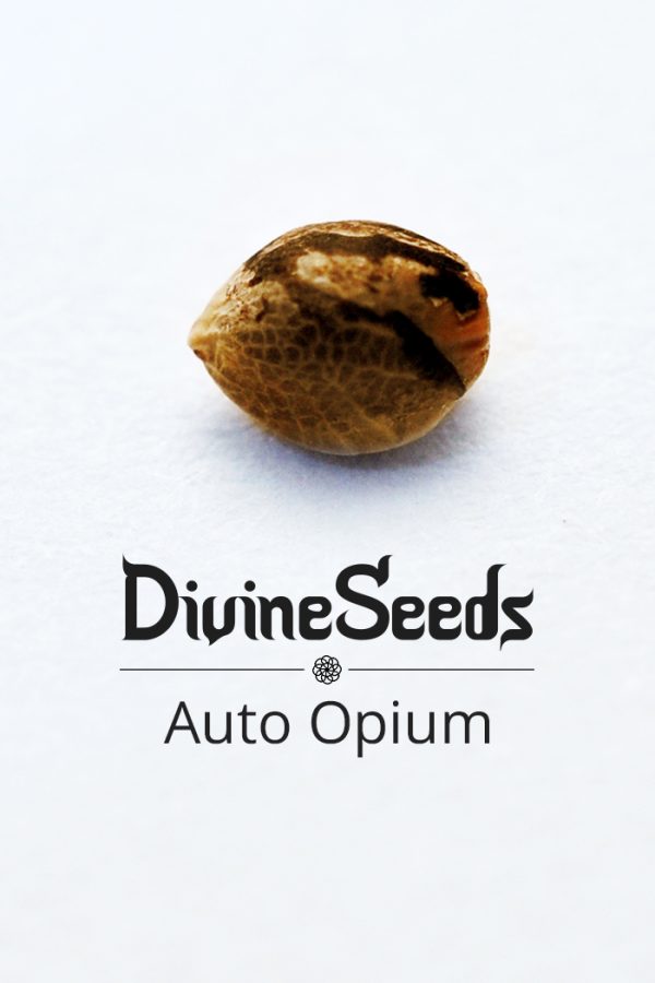 auto opium nasiona