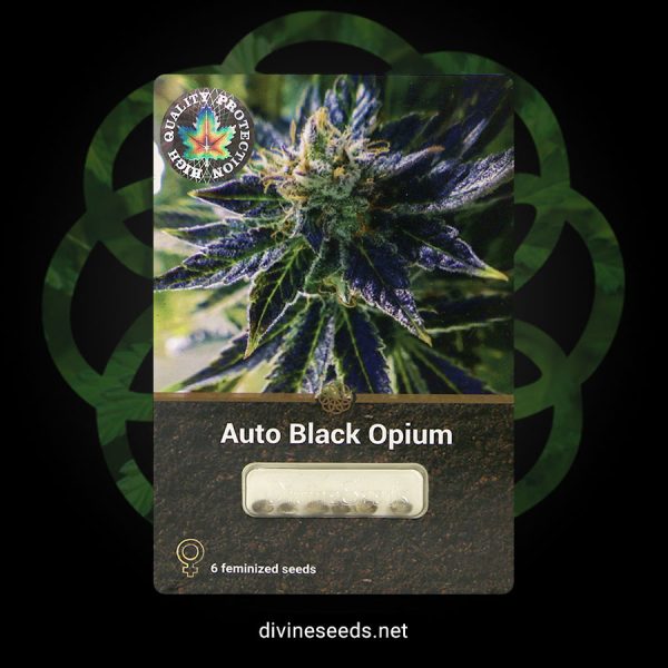 Auto black opium opakowanie