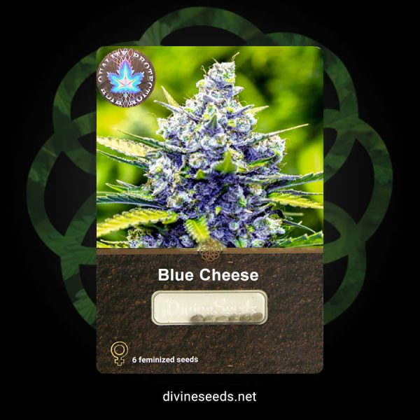 Blue Cheese nasiona