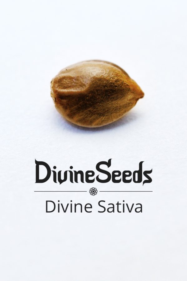 Divine Sativa nasiono