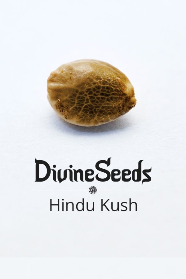 Hindu Kush fem nasiona