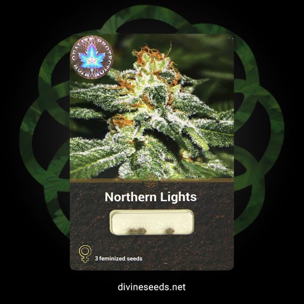 Northern Lights nasiona