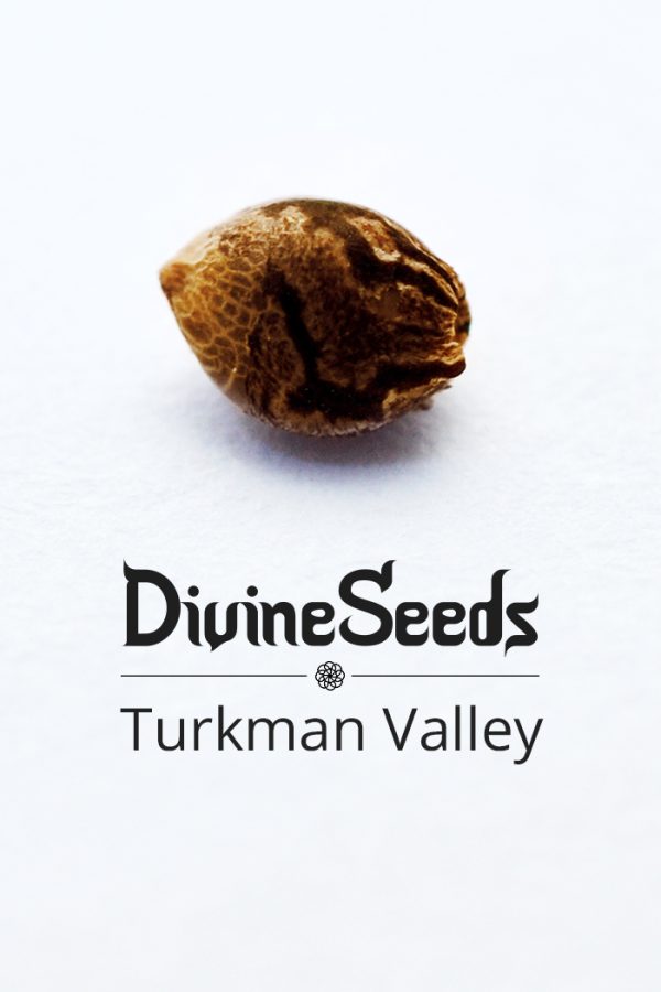 Turkman valley nasiono