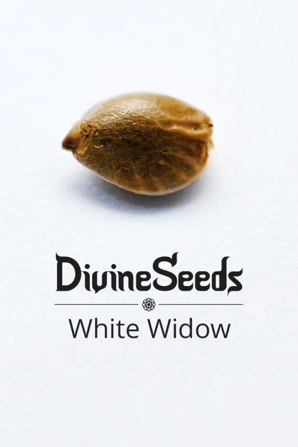 White Widow nasiona