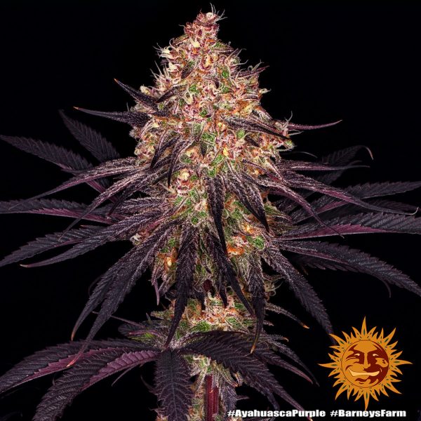 ayahuasca purple marihuana