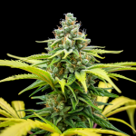 Blaze Auto