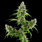 Gorilla Rush Auto