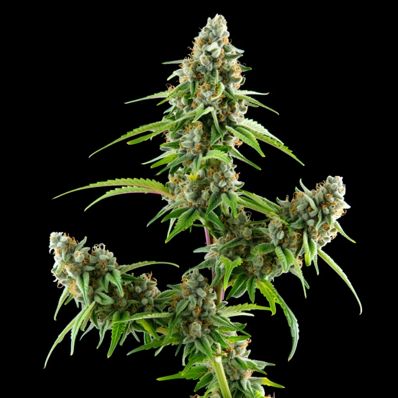 Gorilla Rush Auto