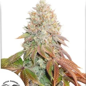 Auto Banana Blaze