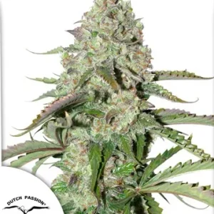 Auto Colorado Cookies