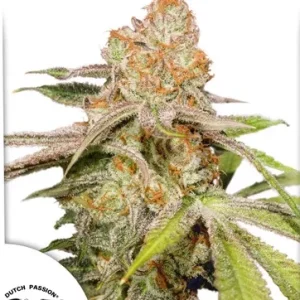 Auto MAC #1