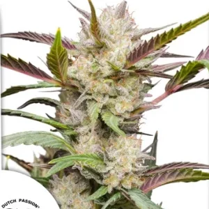 Auto Mimosa Punch