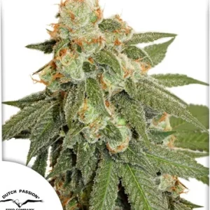 Auto Orange Bud