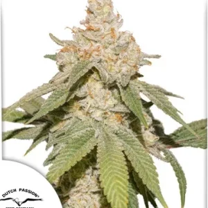 Auto SFV OG