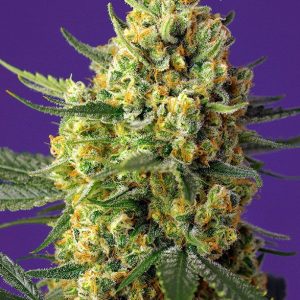 Crystal Candy XL Auto