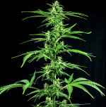 OG Kush