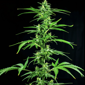 OG Kush