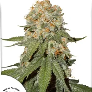 Orange Bud