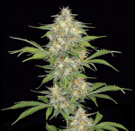 Orange Sherbet Auto