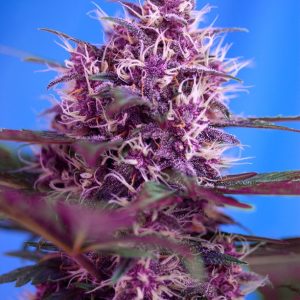 Red Poison Auto