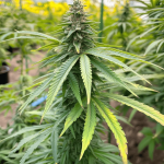 Amnesia Auto