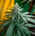 Auto Sweet Cheese