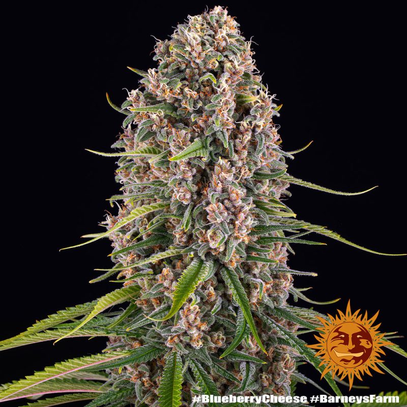 blueberry-cheese_7_695058.jpg
