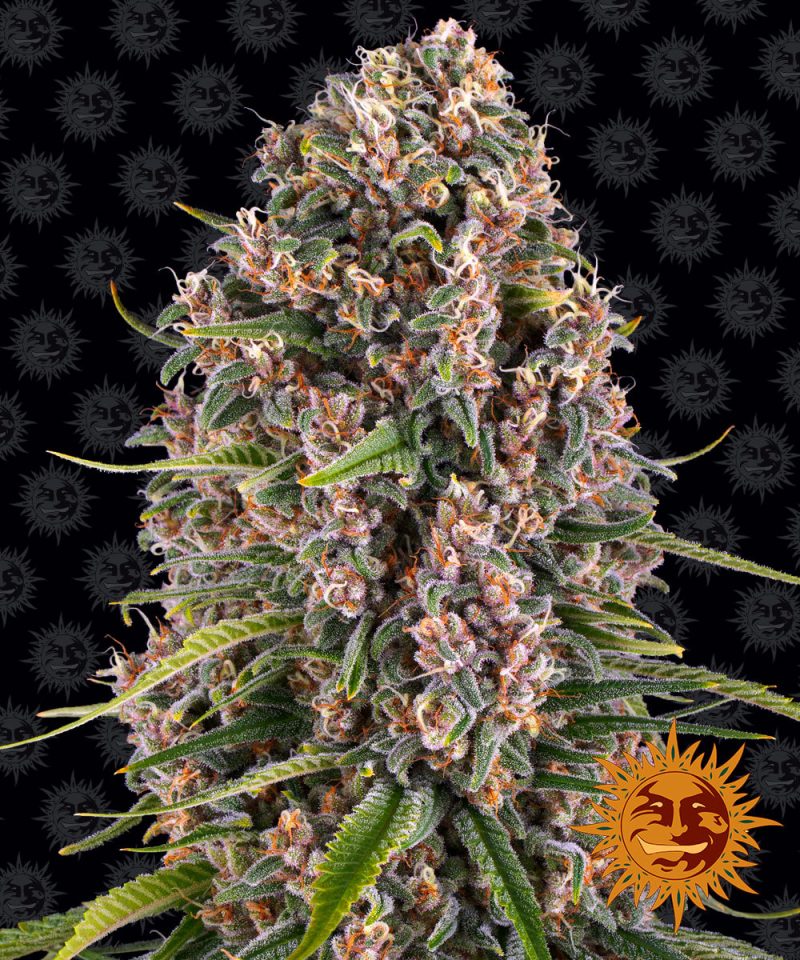 blueberry-cheese_circle_new_21_695059.jpg