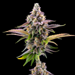 CheeZ Auto