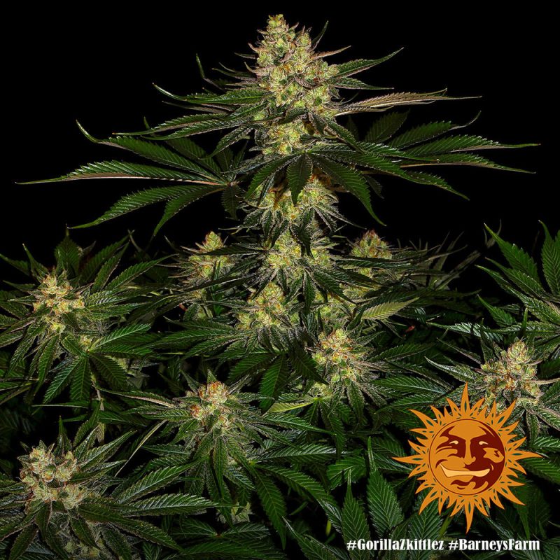 gorilla-zkittlez_6_244257.jpg