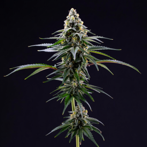 Iceberry Auto