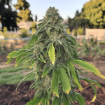 Magnum Auto