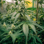 Moby Dick Auto