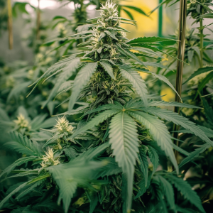 Moby Dick Auto