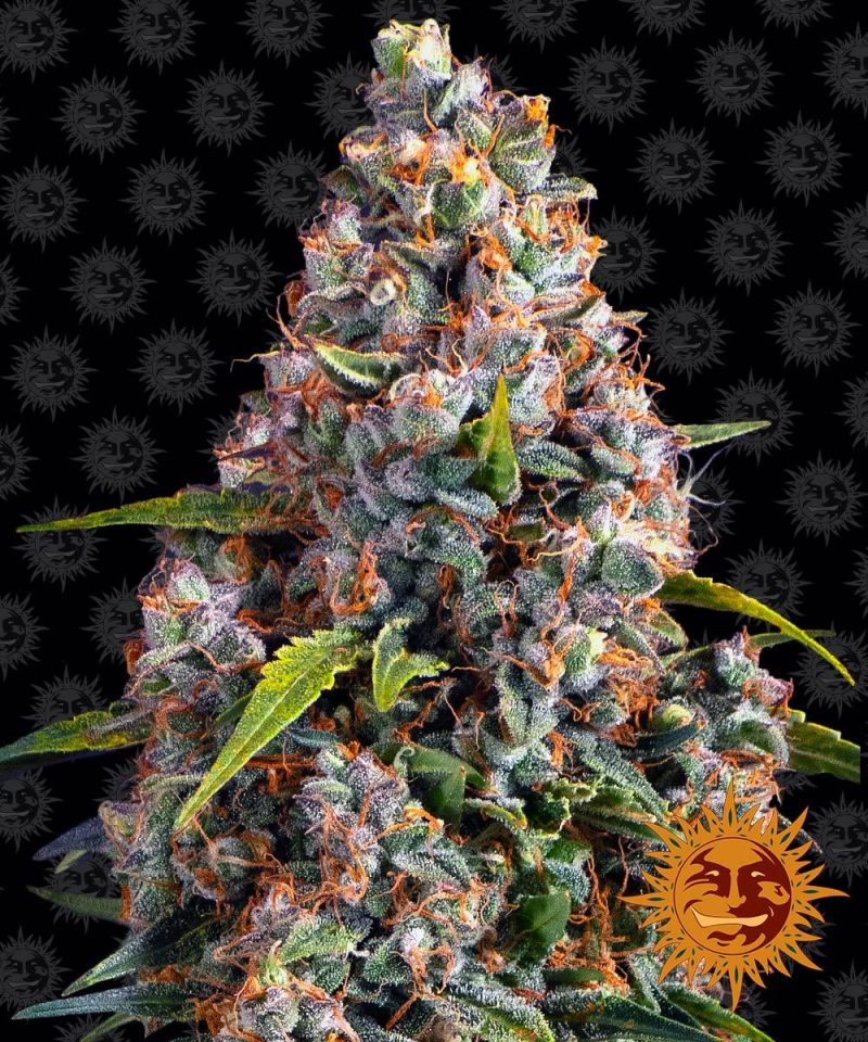 strawberry-cheesecake-auto_circle_new_21_448094.jpg