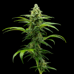 Zlush